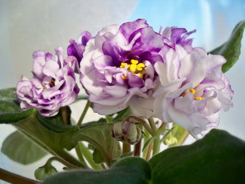 ЕК-Седой Океан